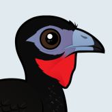 White-winged Guan