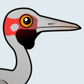 Brolga