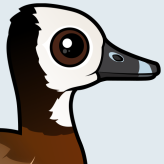 White-faced Whistling-Duck