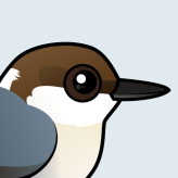 Brown-headed Nuthatch