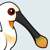 Eurasian Spoonbill