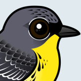 Kirtland's Warbler