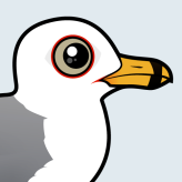 Ring-billed Gull