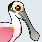 Roseate Spoonbill