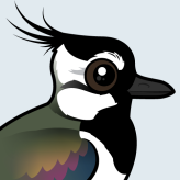 Northern Lapwing