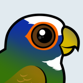 White-crowned Parrot
