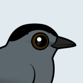 Gray Catbird