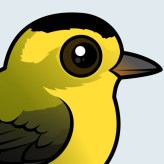 Wilson's Warbler