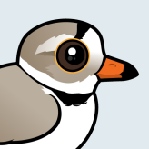 Piping Plover