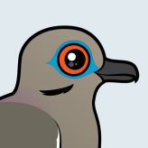 White-winged Dove