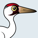 Whooping Crane