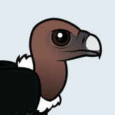 White-rumped Vulture