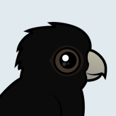 Red-tailed Black Cockatoo