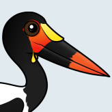 Saddle-billed Stork