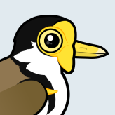 Masked Lapwing