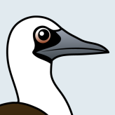 Peruvian Booby