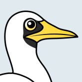 Masked Booby