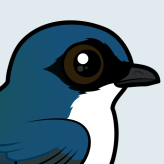 Tree Swallow