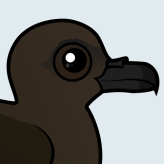 Christmas Shearwater
