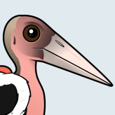 Marabou Stork