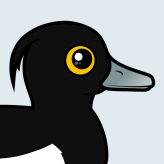 Tufted Duck