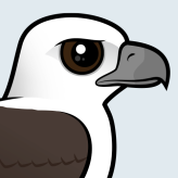 White-bellied Sea Eagle