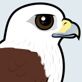 Brahminy Kite