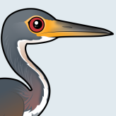 Tricolored Heron