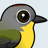 Nashville Warbler