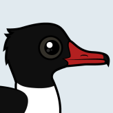 Common Merganser