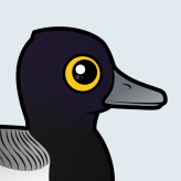 Lesser Scaup