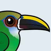 Northern Emerald Toucanet