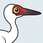 Siberian Crane