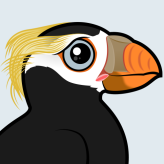 Tufted Puffin