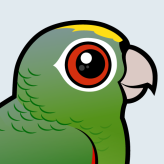 Mealy Parrot