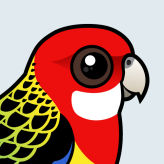 Eastern Rosella