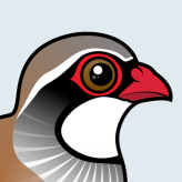 Red-legged Partridge