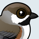 Boreal Chickadee