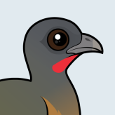 Plain Chachalaca