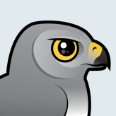 Northern Harrier
