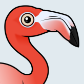 American Flamingo