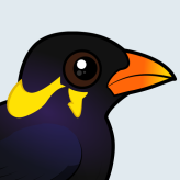 Common Hill Myna
