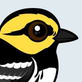 Golden-cheeked Warbler