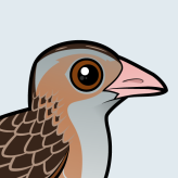Corn Crake