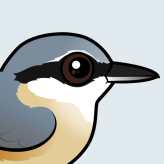 Eurasian Nuthatch