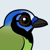 Green Jay