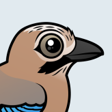 Eurasian Jay