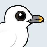 Ivory Gull