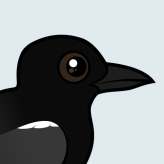 Black Tern