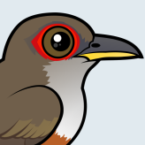 Puerto Rican Lizard-Cuckoo